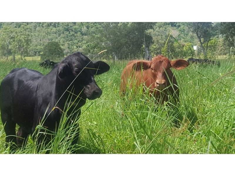 452 Geeberga Buthurra Road, Kuttabul QLD 4741