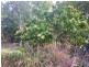 41 Kuttabul Mount Jukes Road, Kuttabul QLD 4741