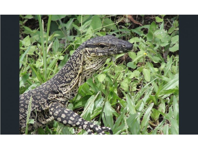 Septimus QLD 4754
