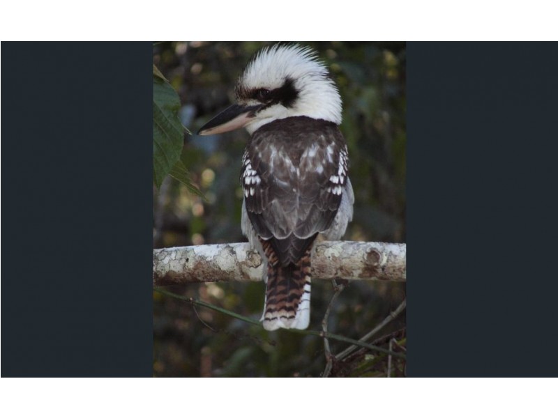 Septimus QLD 4754