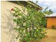 1 Griffin Avenue, Bucasia QLD 4750