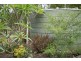 Curra QLD 4570