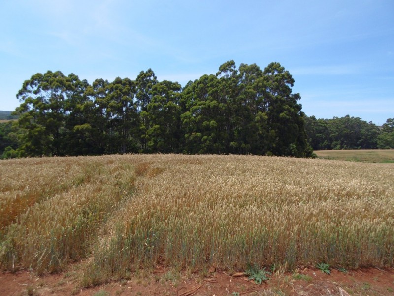 Lot 1 Bass Highway, Montumana TAS 7321