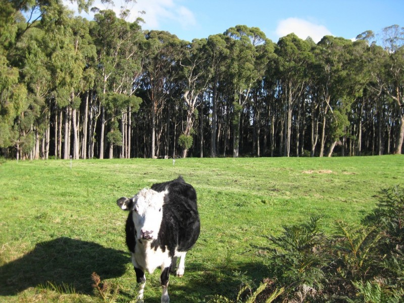 21 Old Stanley Road West, Smithton TAS 7330