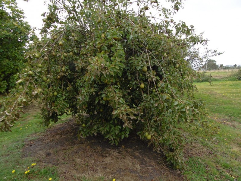 6 Pelican Point Road, Smithton TAS 7330