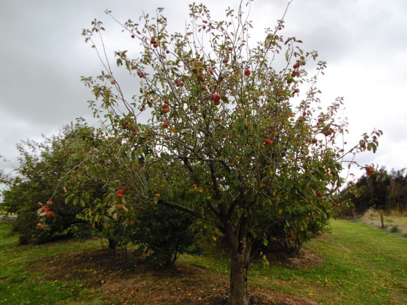 6 Pelican Point Road, Smithton TAS 7330