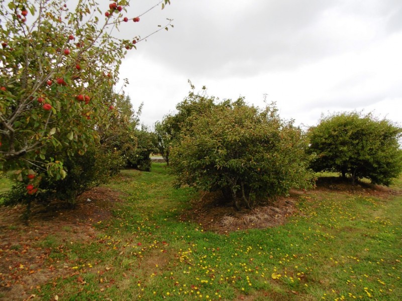 6 Pelican Point Road, Smithton TAS 7330