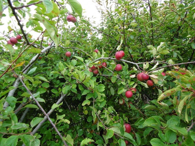 6 Pelican Point Road, Smithton TAS 7330