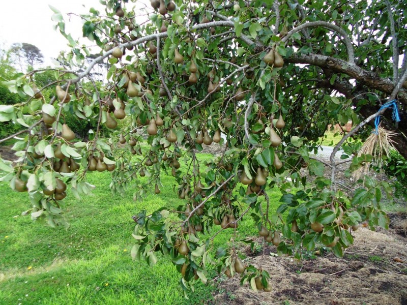 6 Pelican Point Road, Smithton TAS 7330