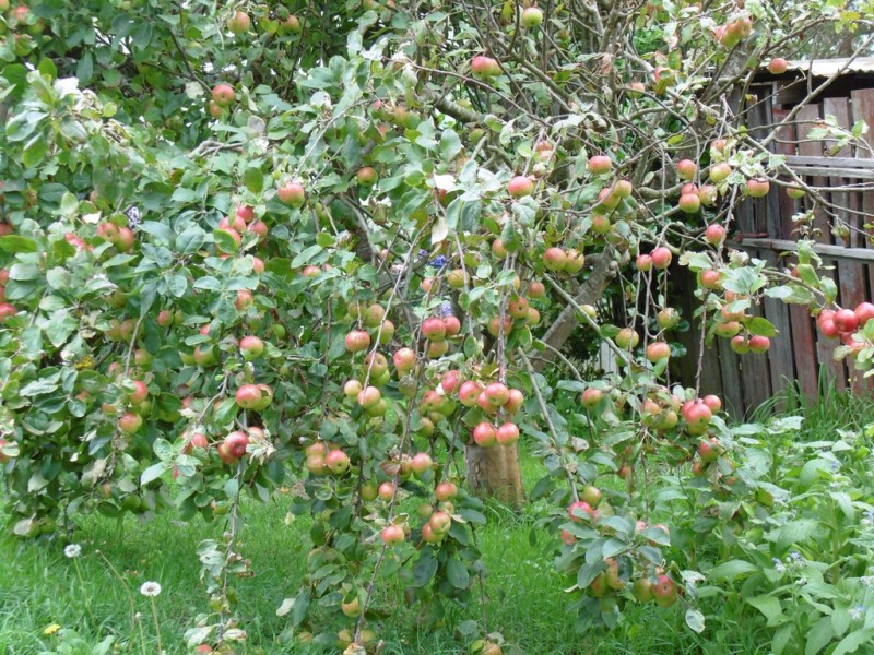 195 Comeback Road, Redpa TAS 7330