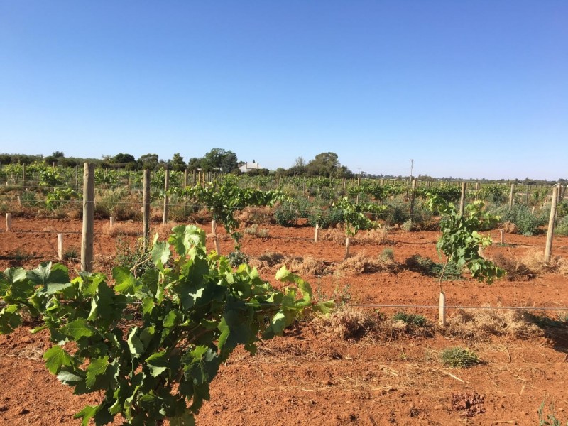 99 Cowanna Avenue, Merbein VIC 3505