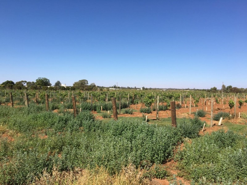 99 Cowanna Avenue, Merbein VIC 3505