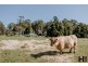 1104 Kindred Road, Kindred TAS 7310