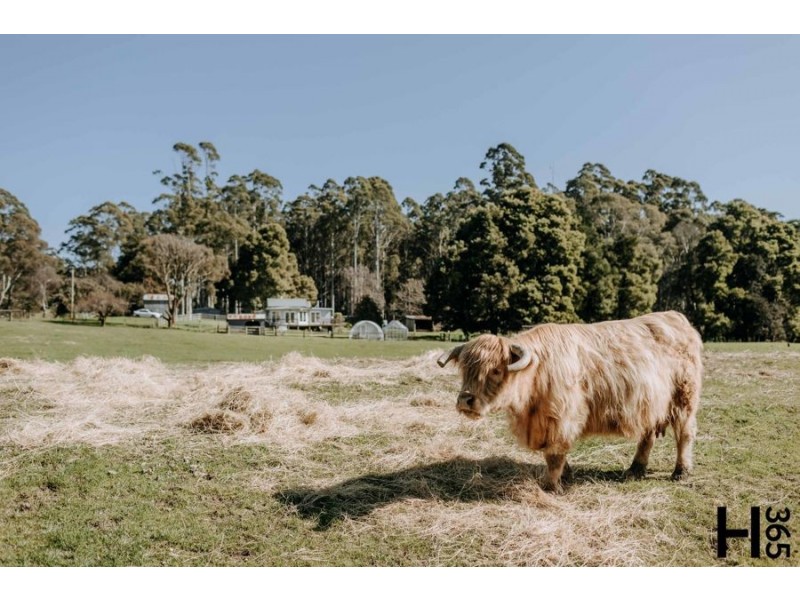 1104 Kindred Road, Kindred TAS 7310