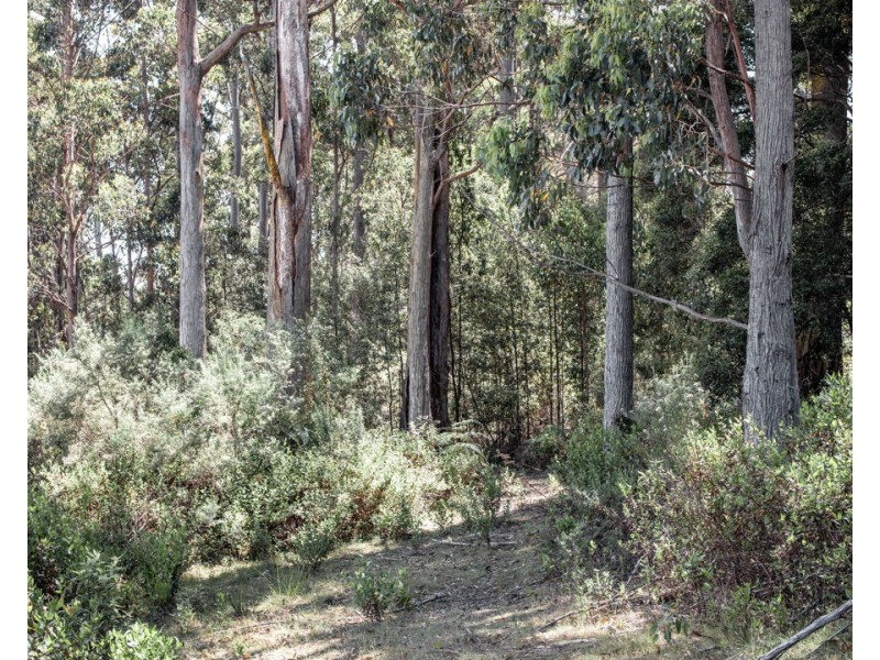 169 Wrenswood Drive, Quoiba TAS 7310