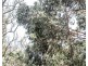169 Wrenswood Drive, Quoiba TAS 7310