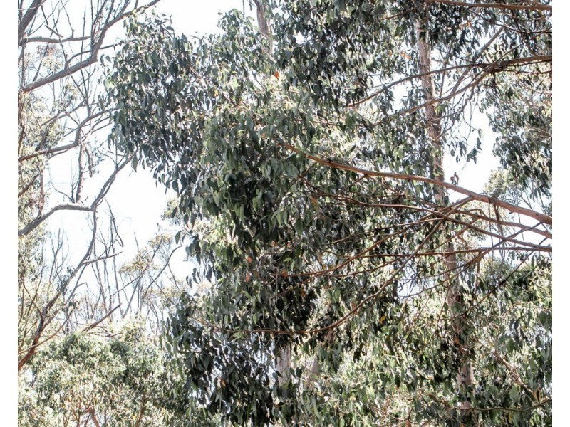169 Wrenswood Drive, Quoiba TAS 7310
