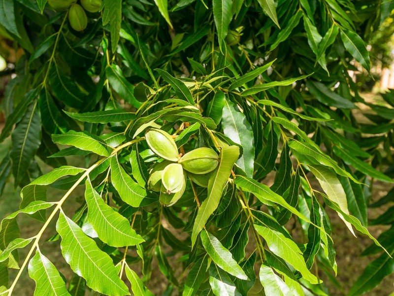 6 SITTANA PLACE, Beechboro WA 6063