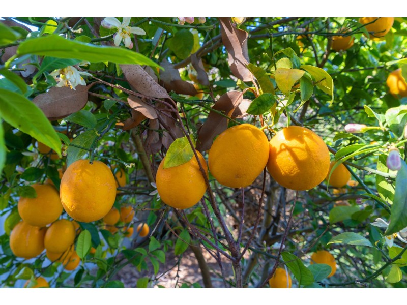 4 GYPSUM COURT, Koondoola WA 6064