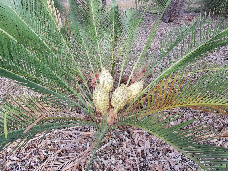 108 CONNEMARA DRIVE, Brigadoon WA 6069