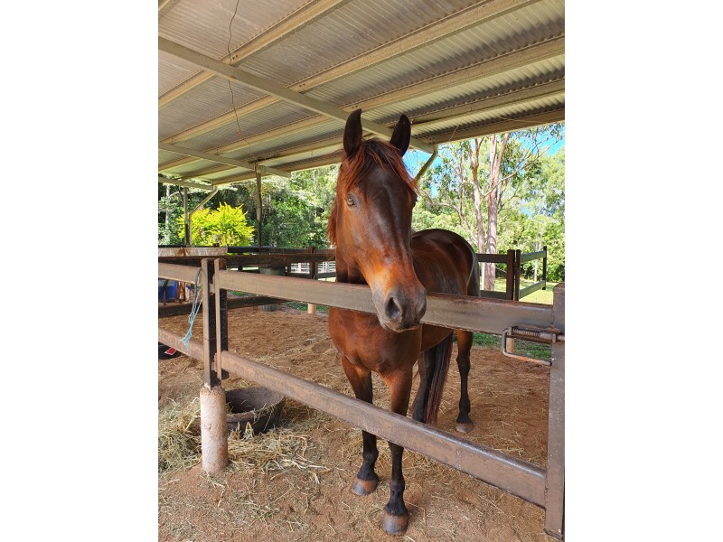 30 Gallet Road, Little Mulgrave QLD 4865