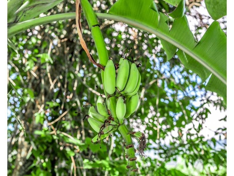 Lot 50/69869 Bruce Highway, Aloomba QLD 4871