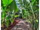 13 Alma Street, Woree QLD 4868