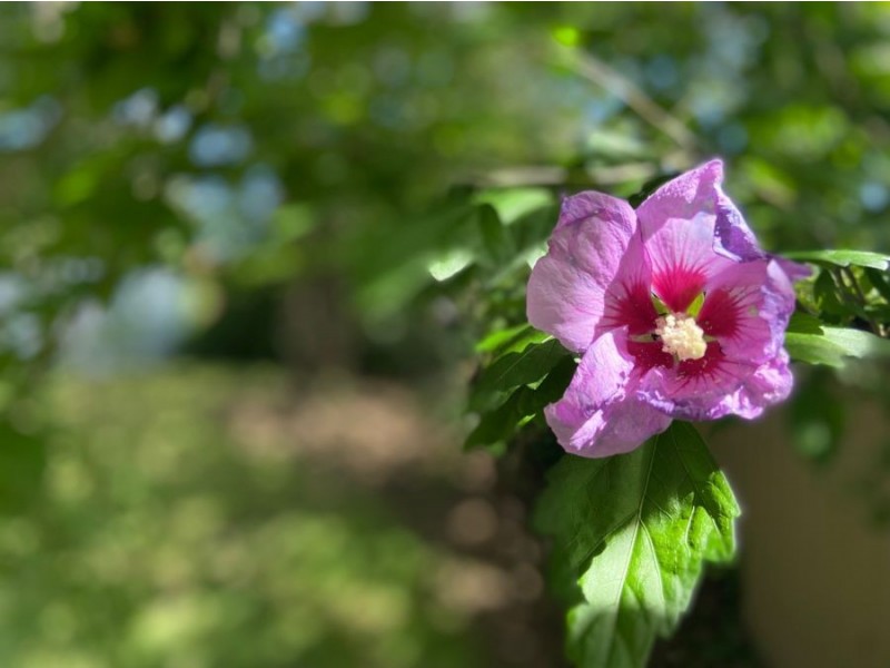 5 Metcalf Avenue, Carlingford NSW 2118