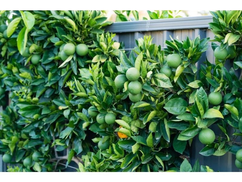 1 Pech Avenue, Jindera NSW 2642