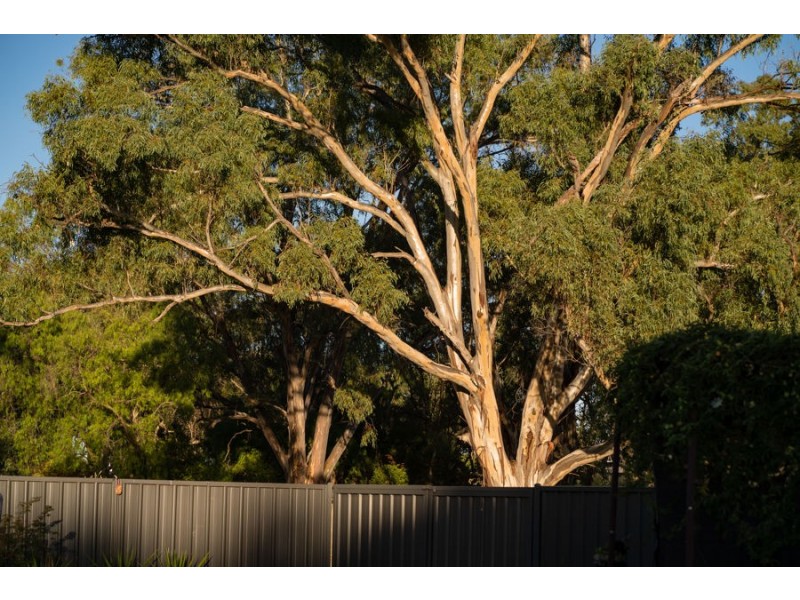 1 Pech Avenue, Jindera NSW 2642