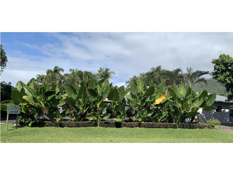 32 Veivers Rd, Palm Cove QLD 4879