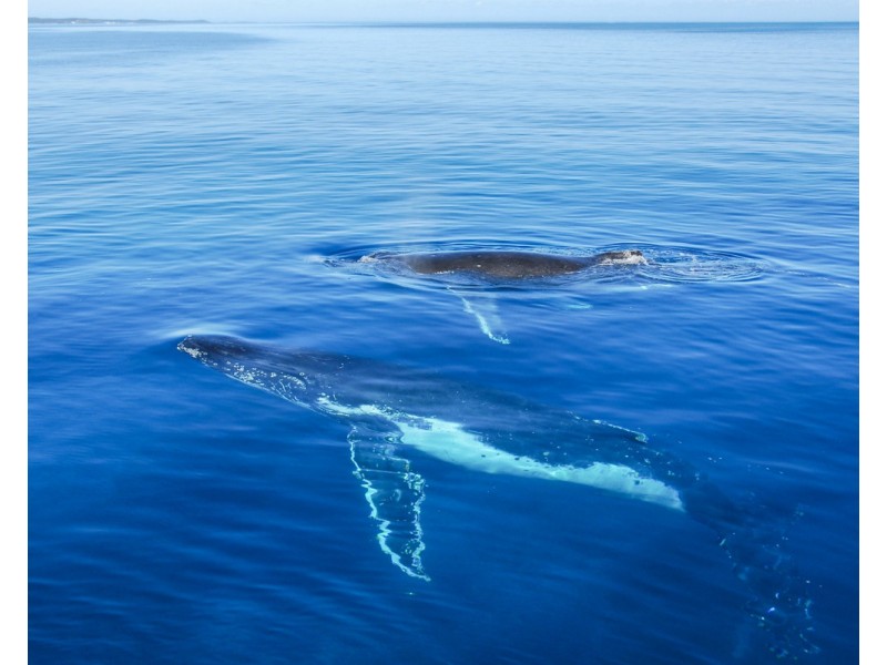 86 Jindalee Way, Tinana QLD 4650