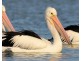 Pelican Waters QLD 4551