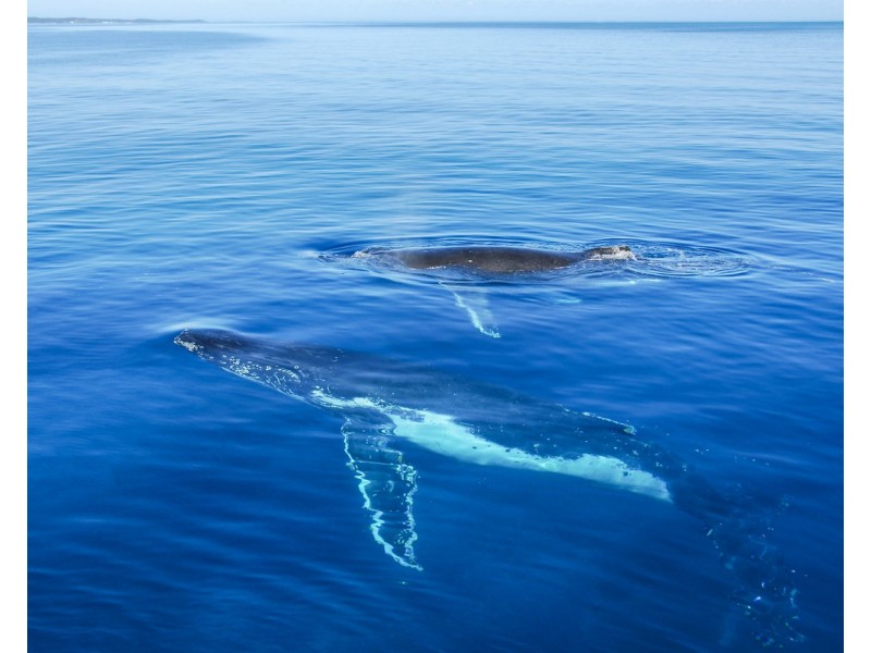 50 Jindalee Way, Tinana QLD 4650