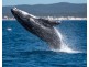 20 Humpback Circuit, Booral QLD 4655