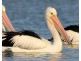 Pelican Waters QLD 4551