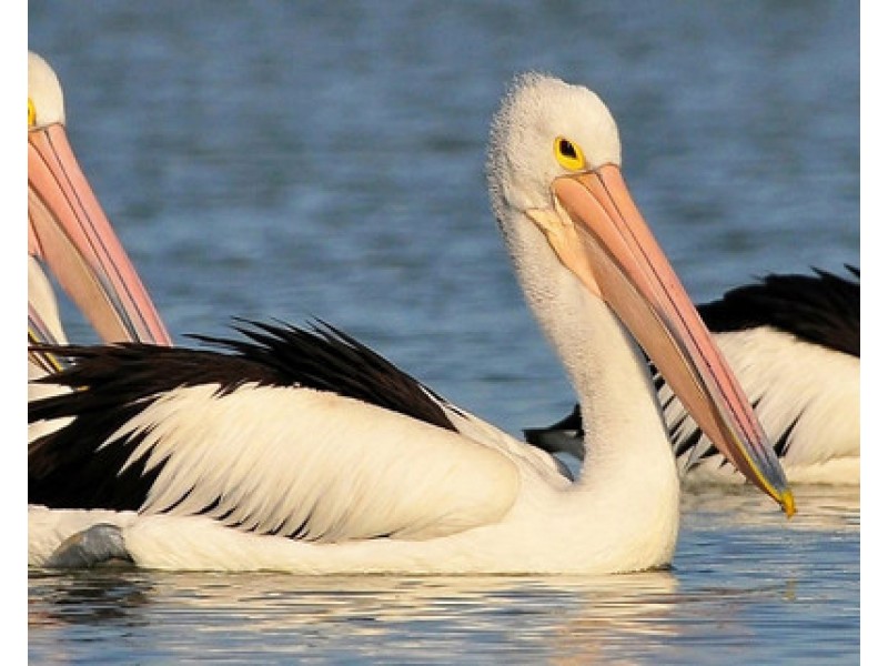 Pelican Waters QLD 4551