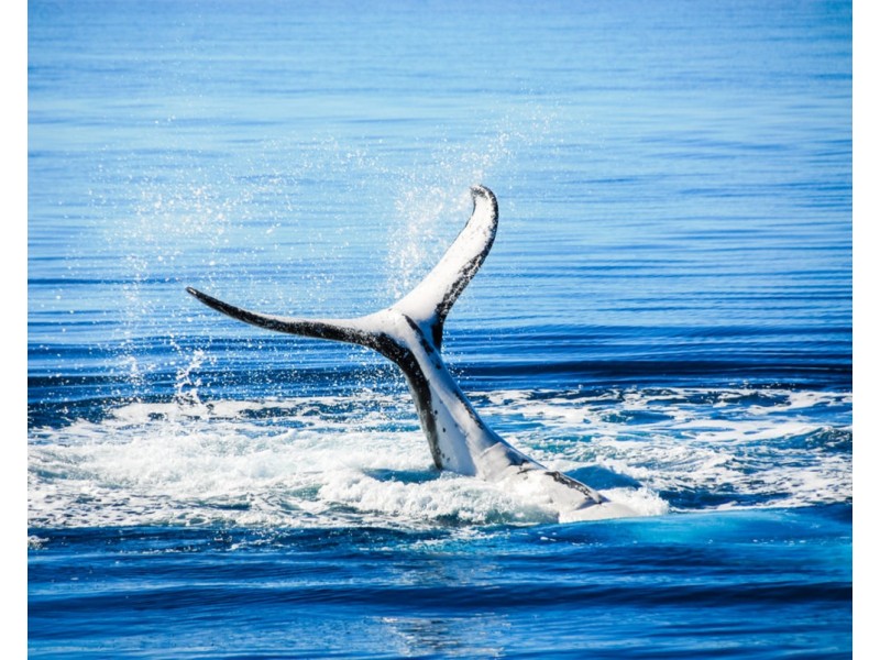 Lot 635 New Road, Dundowran QLD 4655