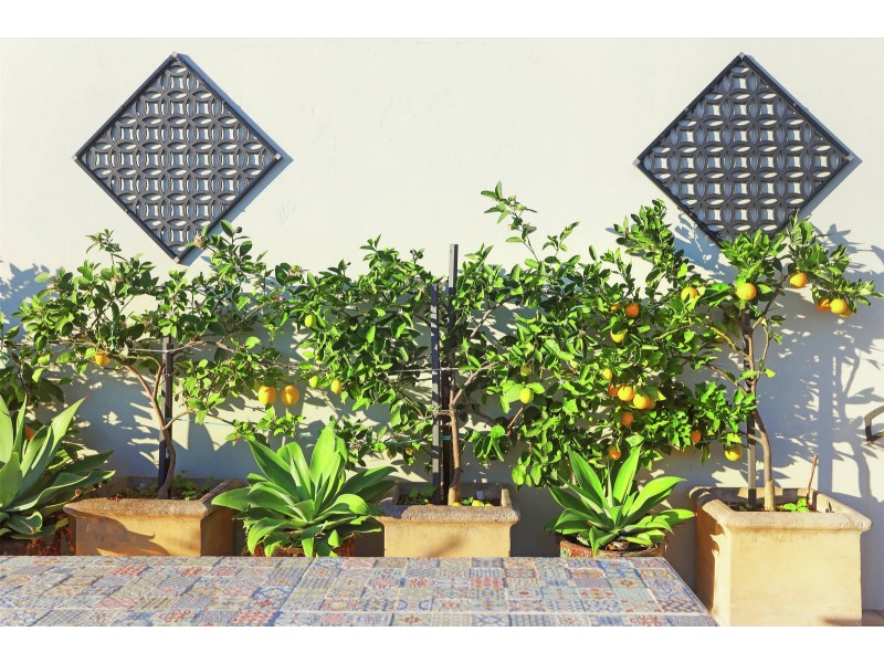 39/102 Miller Street, Pyrmont NSW 2009