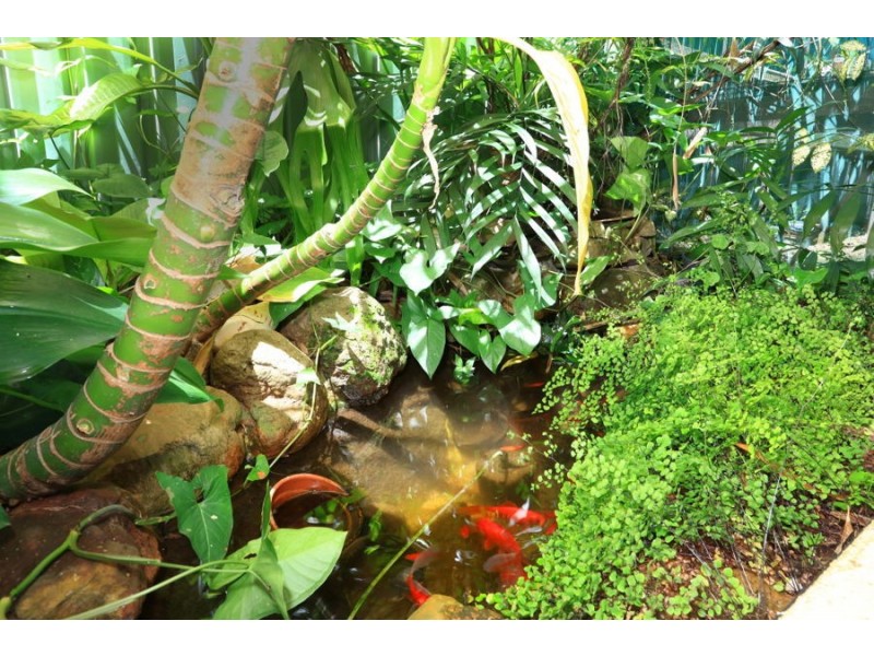 239 Mallawa Drive, Palm Beach QLD 4221