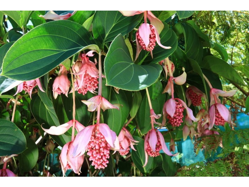 239 Mallawa Drive, Palm Beach QLD 4221