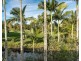 55/125 Santa Cruz Boulevard, Clear Island Waters QLD 4226
