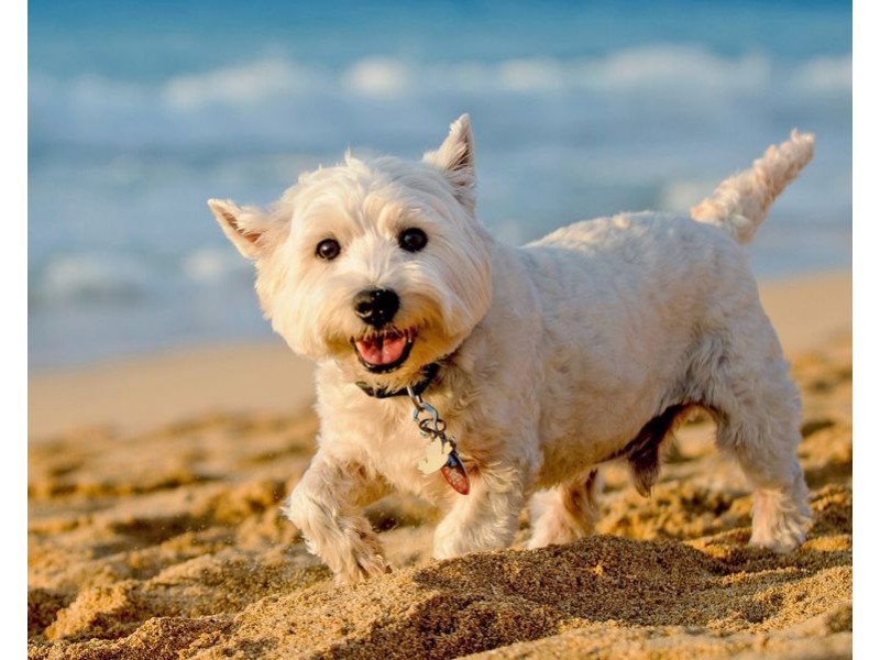 2901/159 Old Burleigh Road, Broadbeach QLD 4218