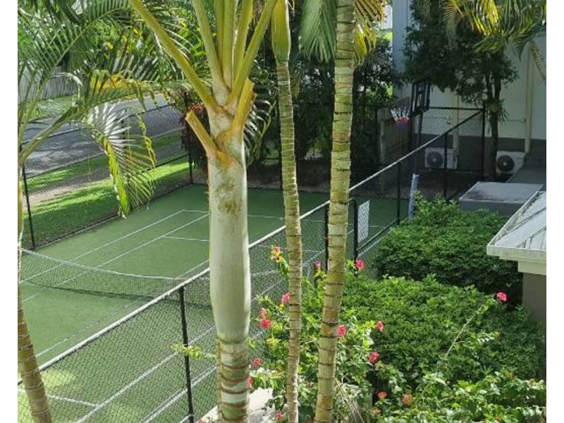 247/35-45 Palm Avenue, Surfers Paradise QLD 4217