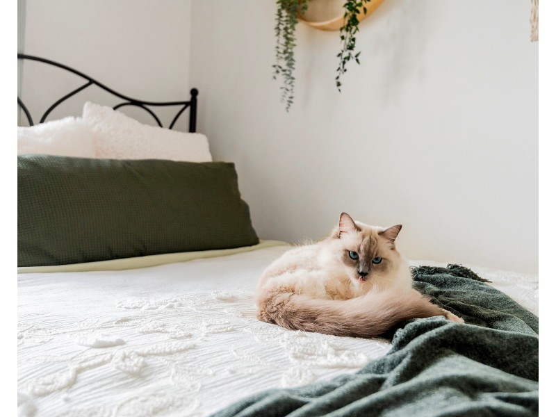 591 Great North Road, Abbotsford NSW 2046