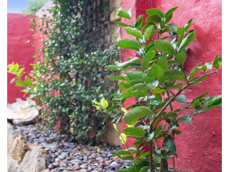 2/81 Old Canterbury Road, Lewisham NSW 2049