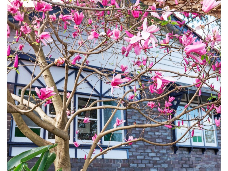 41 Thornley Street, Marrickville NSW 2204