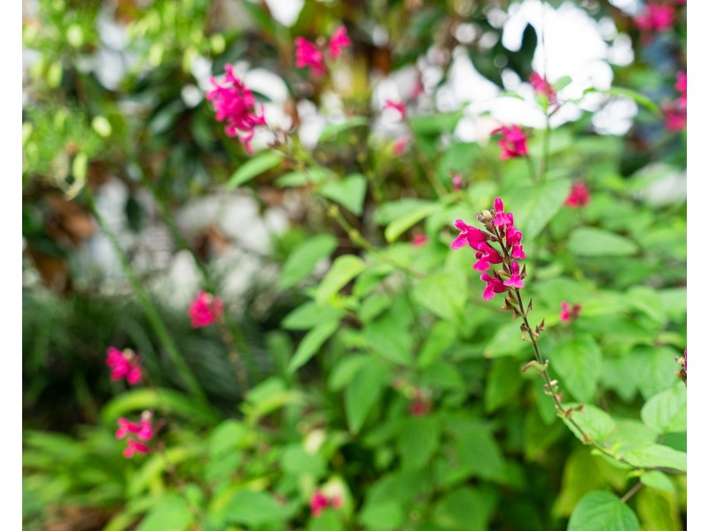 9/237-239 Canterbury Road, Canterbury NSW 2193