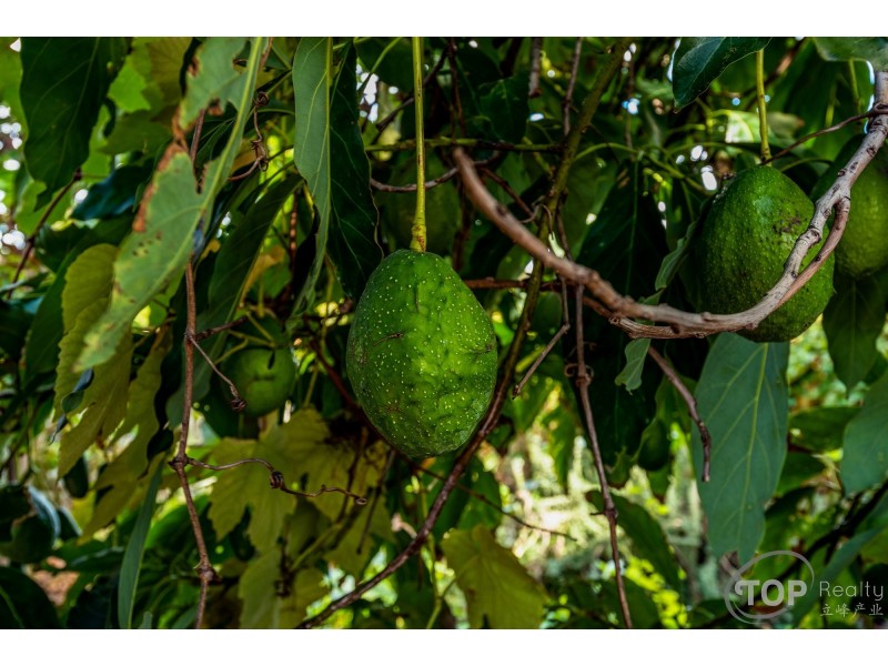 13 Pearson Crescent, Bull Creek WA 6149