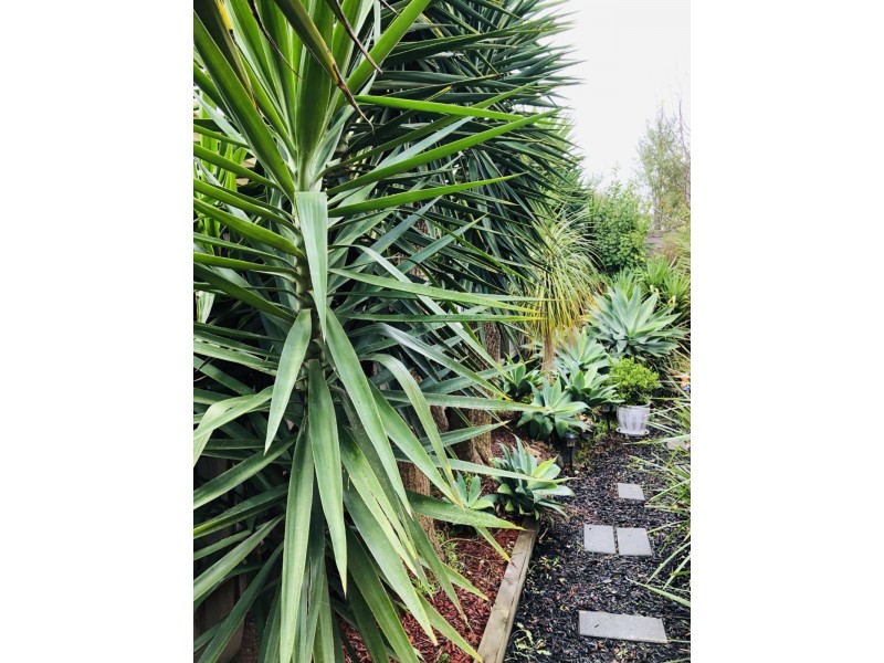 12 Leisurewood Drive, Berwick VIC 3806